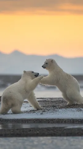 Un d&iacute;a helado para jugar