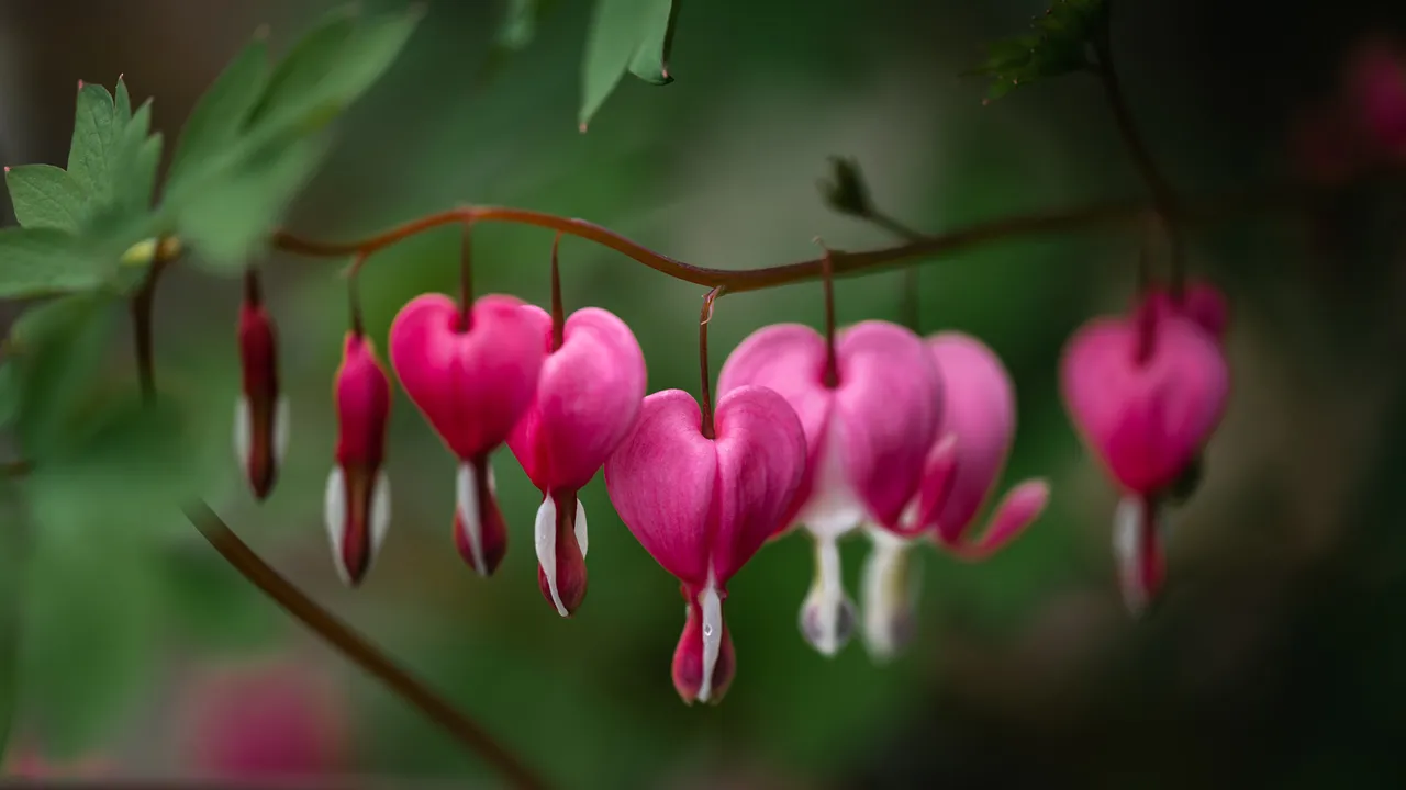 Bleeding hearts