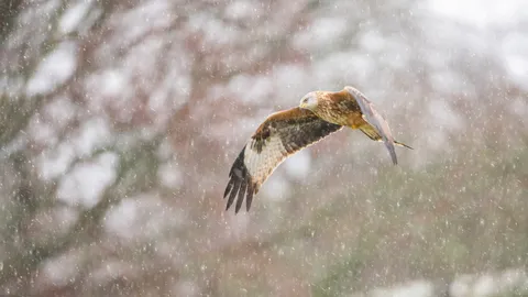 Red kite in snow