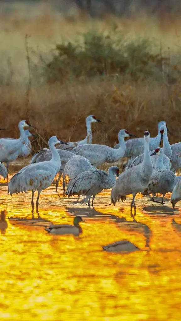 野生动物保护区中的沙丘鹤和野鸭，美国新墨西哥州