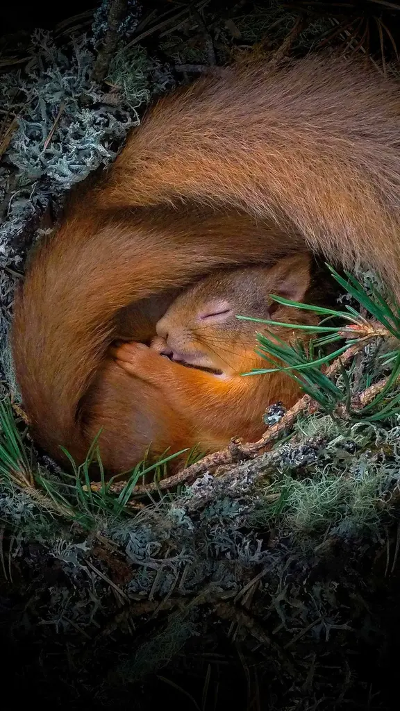 舒适得像小窝里的松鼠