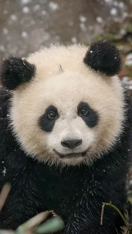 Schwarz-wei&szlig;e Winterfreude