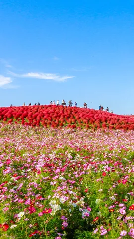 今日はコスモスの日