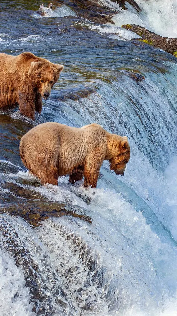 川で捕食しているヒグマたち