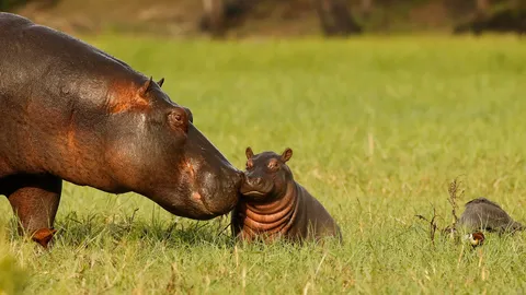 世界河马日，隆重的庆典