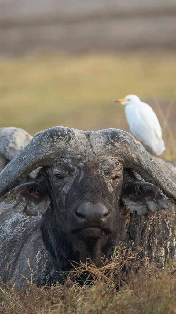 African buffalo, Ngorongoro Crater, Tanzania