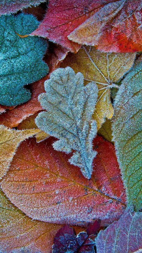 Autumn leaves coated with frost