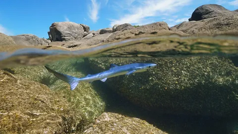 追逐海浪，掀起潮汐