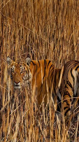 隐藏在高草丛中的老虎，印度阿萨姆邦