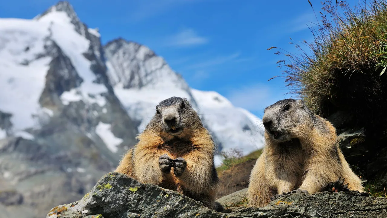 Alpine marmots, Hohe Tauern National Park, Austria