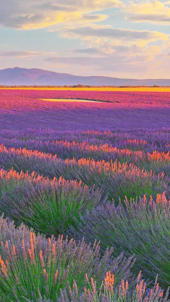 Fragancia la de Francia