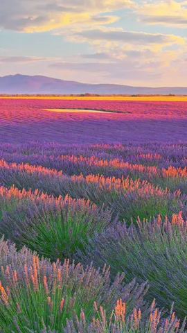 追随香气的地平线