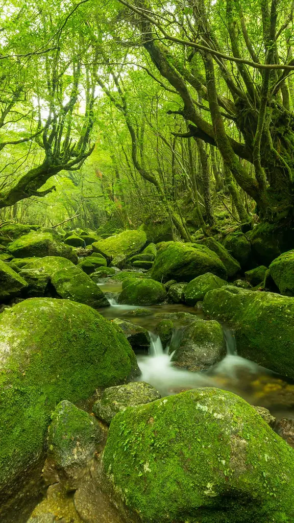 今日はみどりの日