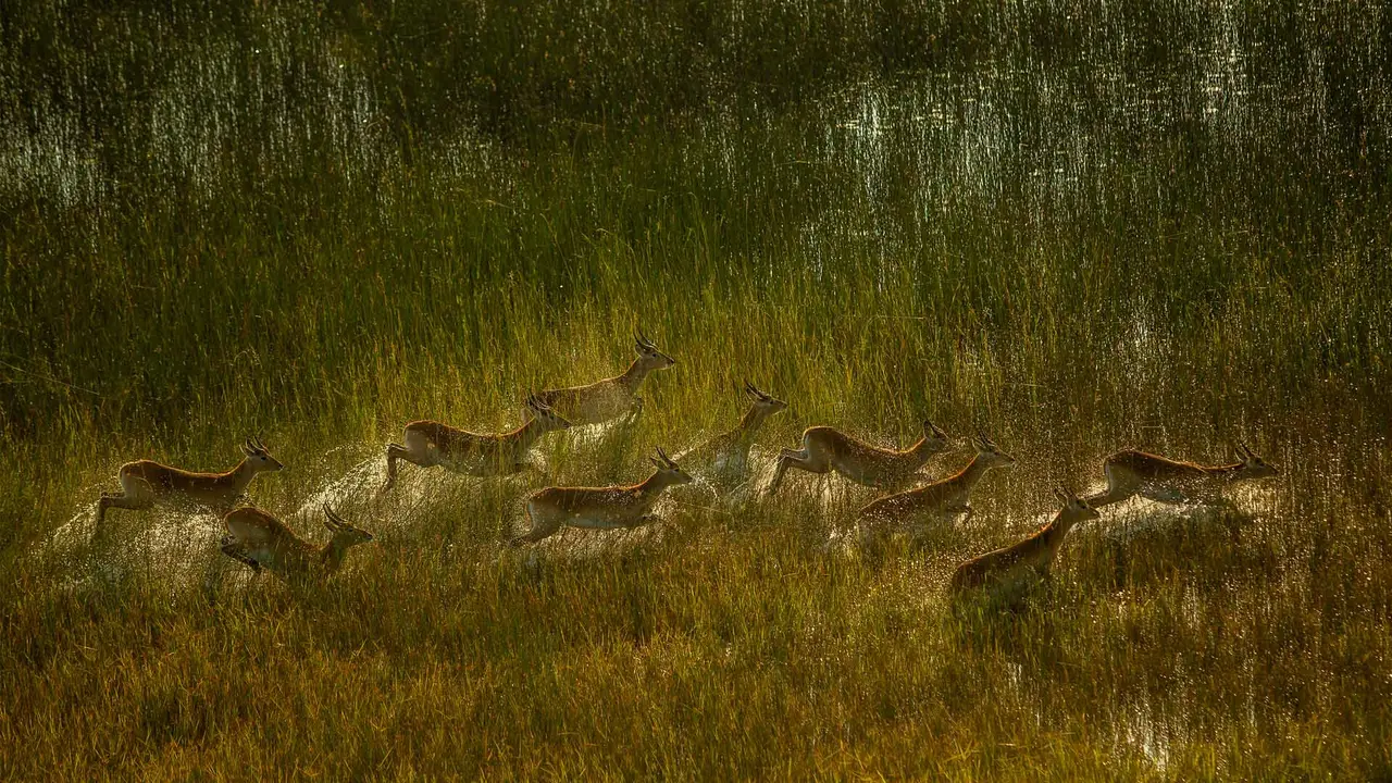 Les vagabonds des marais