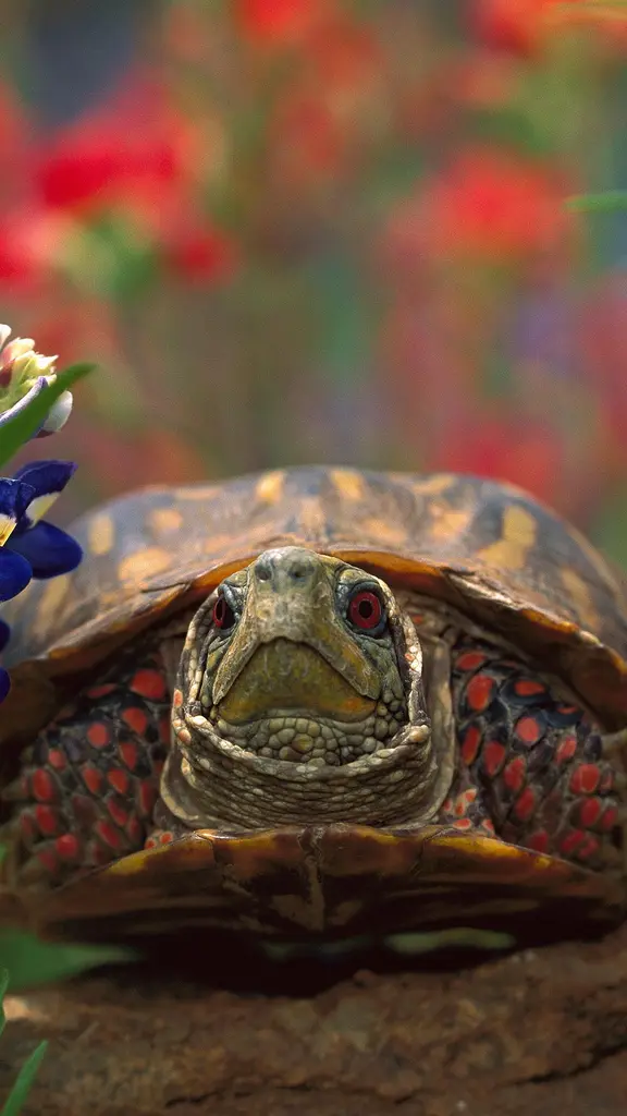 保护我们的乌龟