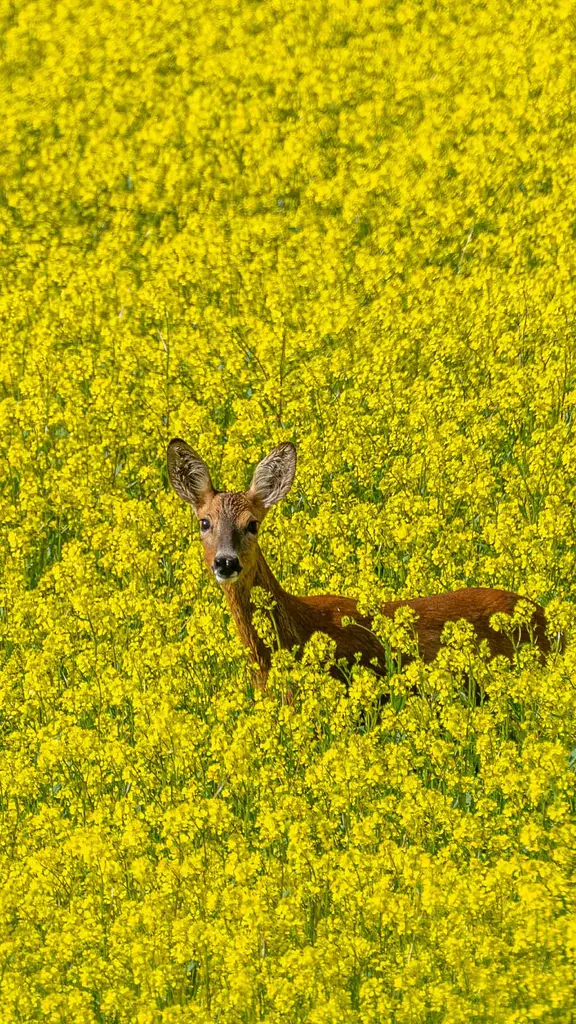 La procrastination &agrave; l'honneur !
