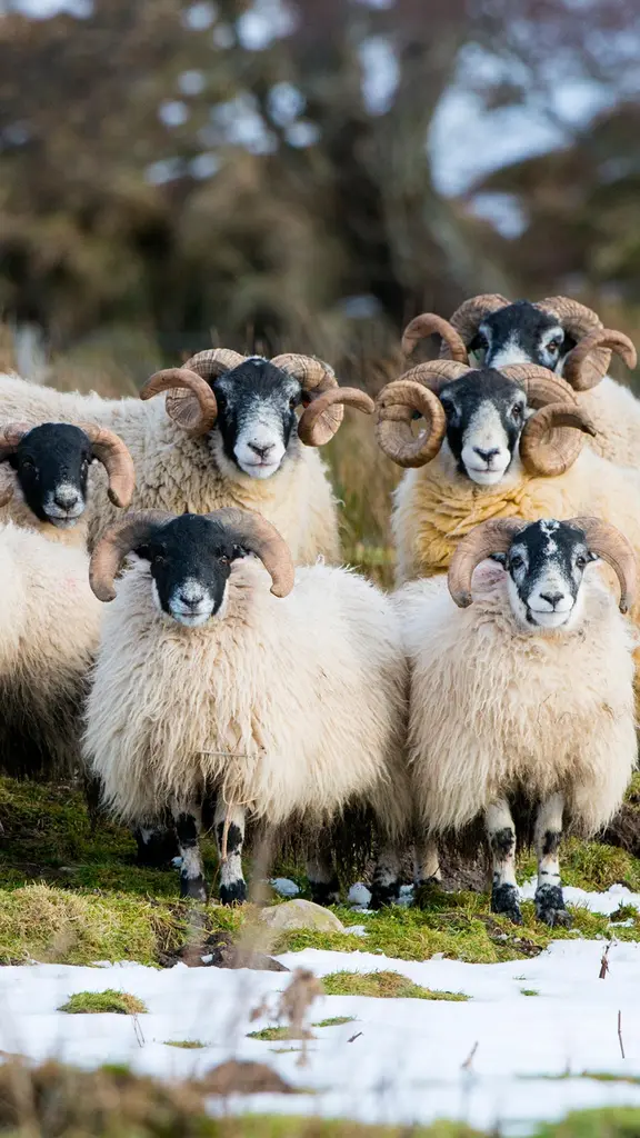 Baa, baa, black sheep? No.