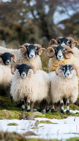 Baa, baa, black sheep? No.