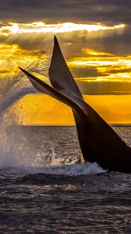 南冰洋里的巨鲸