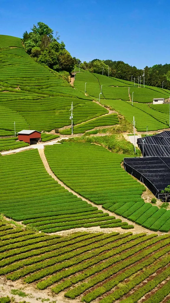 今日は八十八夜