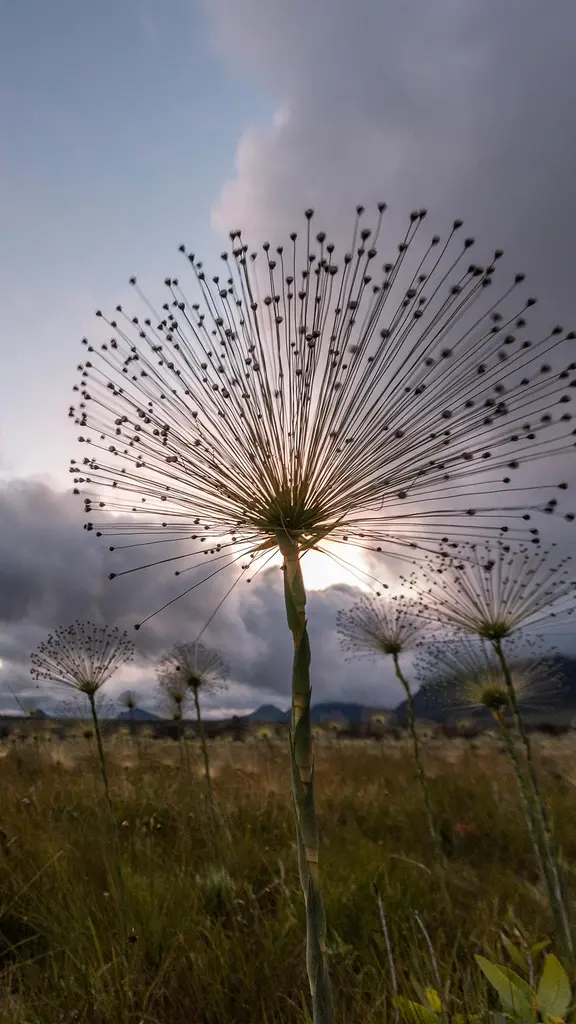 Mortas, por&eacute;m vivas?