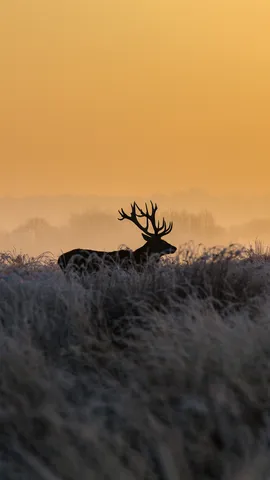 里士满公园的雄鹿，英国伦敦