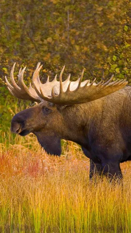 驼鹿发情的季节
