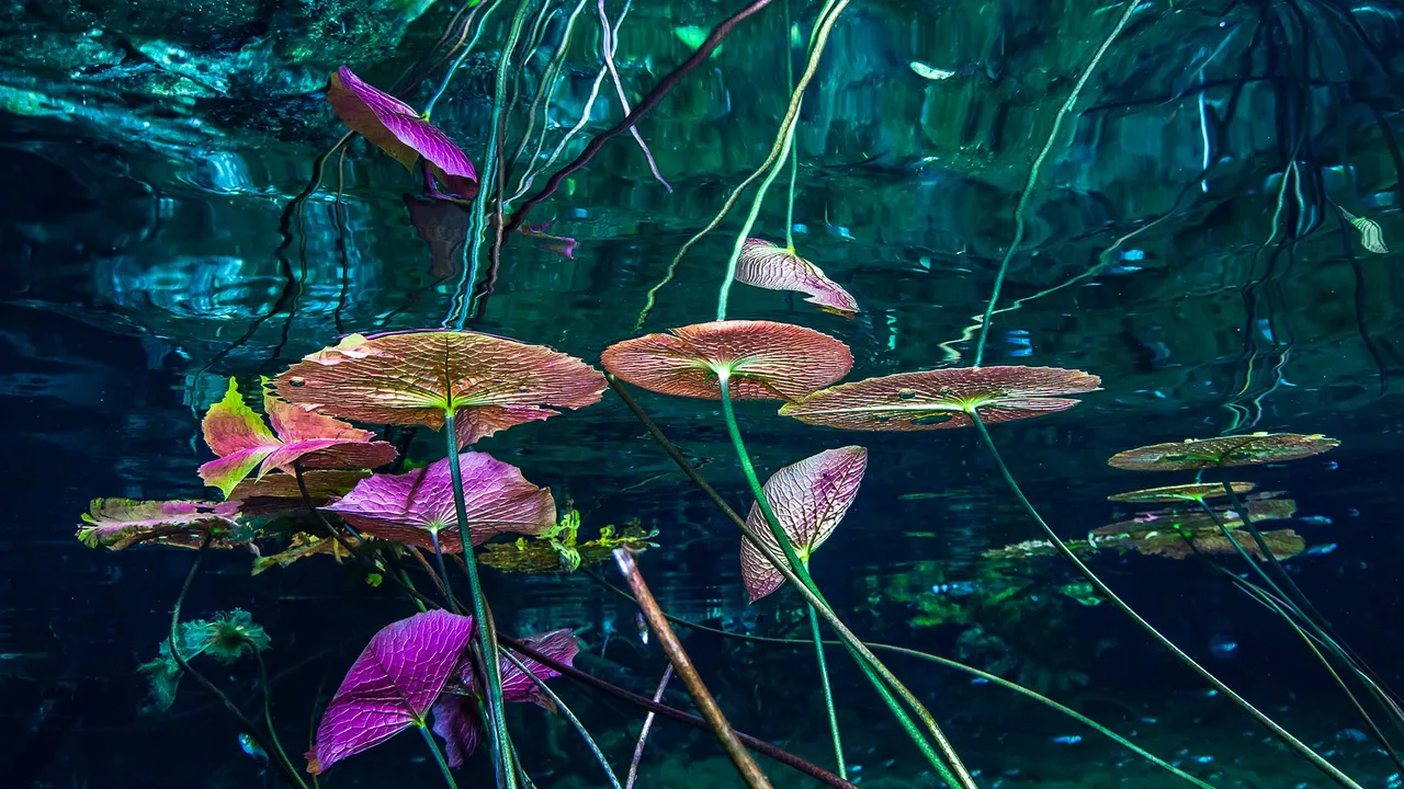 Water lilies at Grand Cenote, Tulum, Mexico