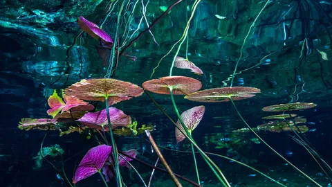 Water lilies at Grand Cenote, Tulum, Mexico