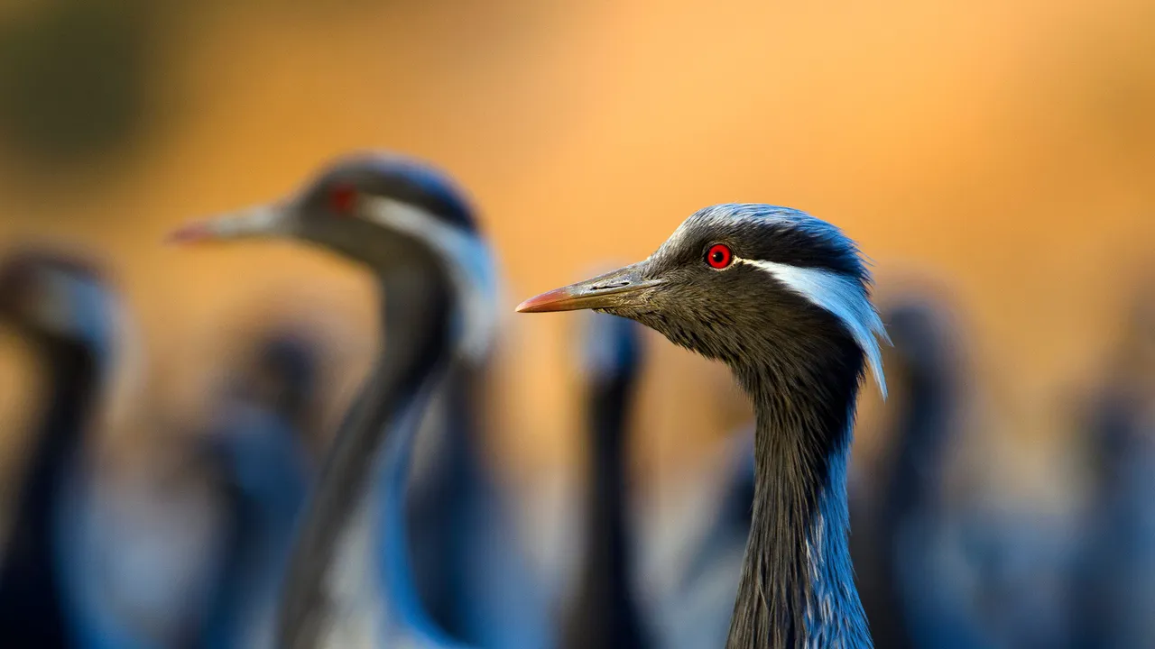 Um maratonista plumado