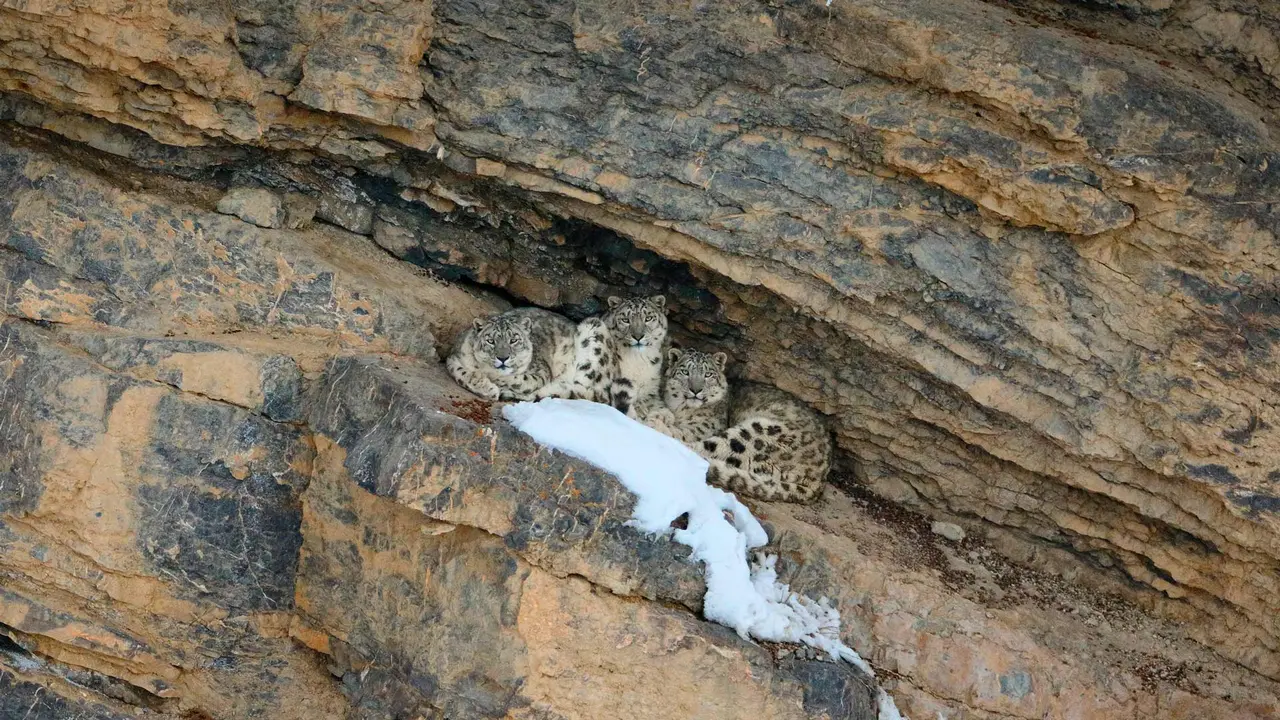 Snow leopard with her cubs, Spiti Valley, Cold Desert Biosphere Reserve, India