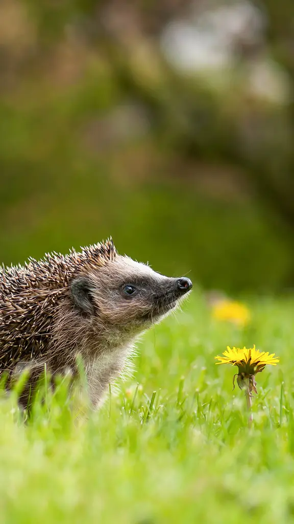 Carino, ma occhio agli aculei!