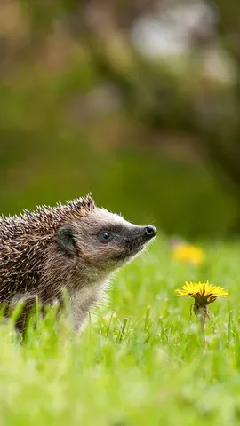 Carino, ma occhio agli aculei!