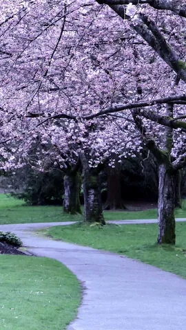 Follow the blossom map