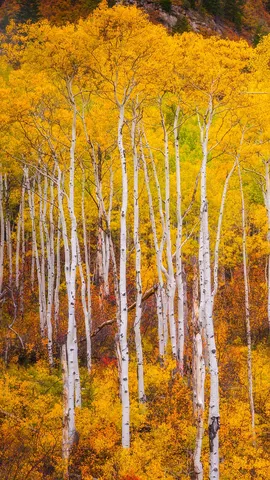色彩斑斓的秋天