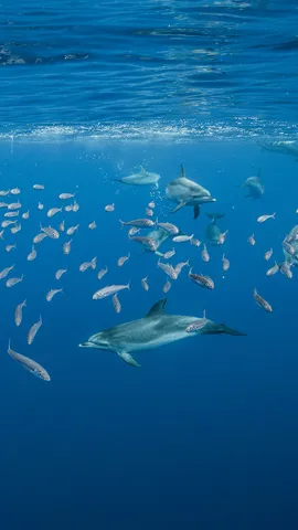Plongez dans un monde &laquo; dauphin-tesque &raquo; !