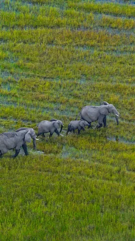 奥卡万戈三角洲上的非洲草原象群，博茨瓦纳