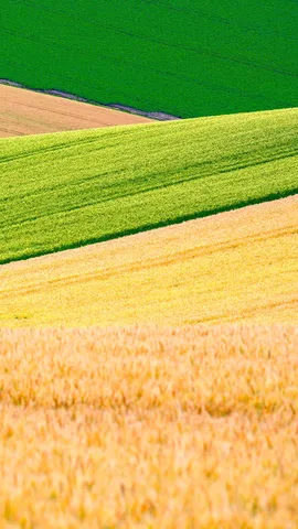 美しい黄金色の小麦畑