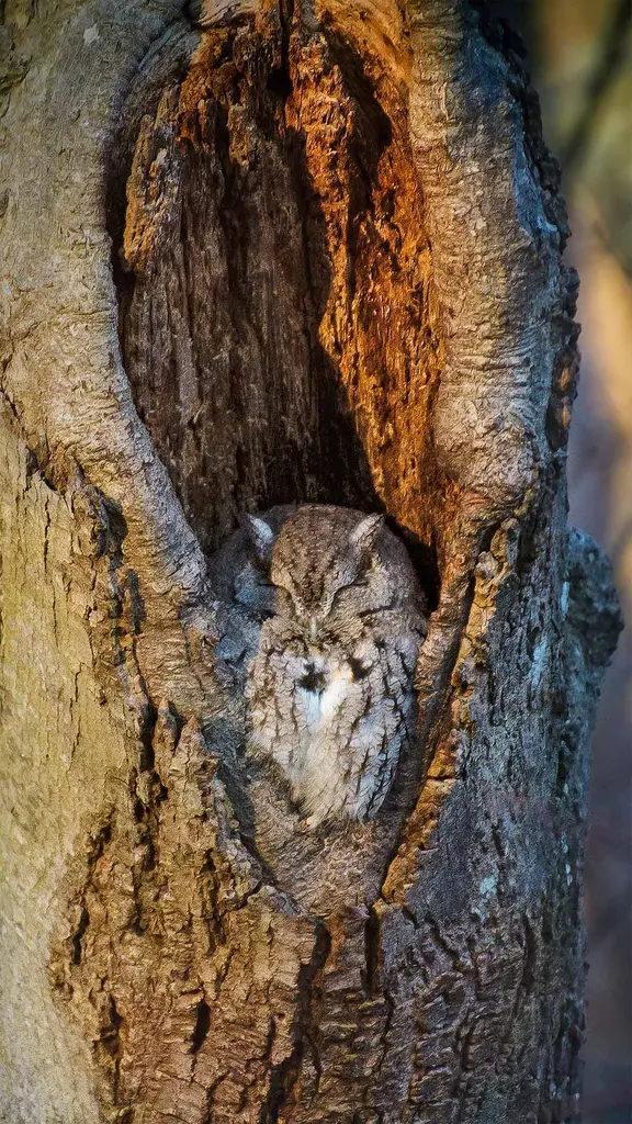 每天都是这只尖叫猫头鹰的午睡日
