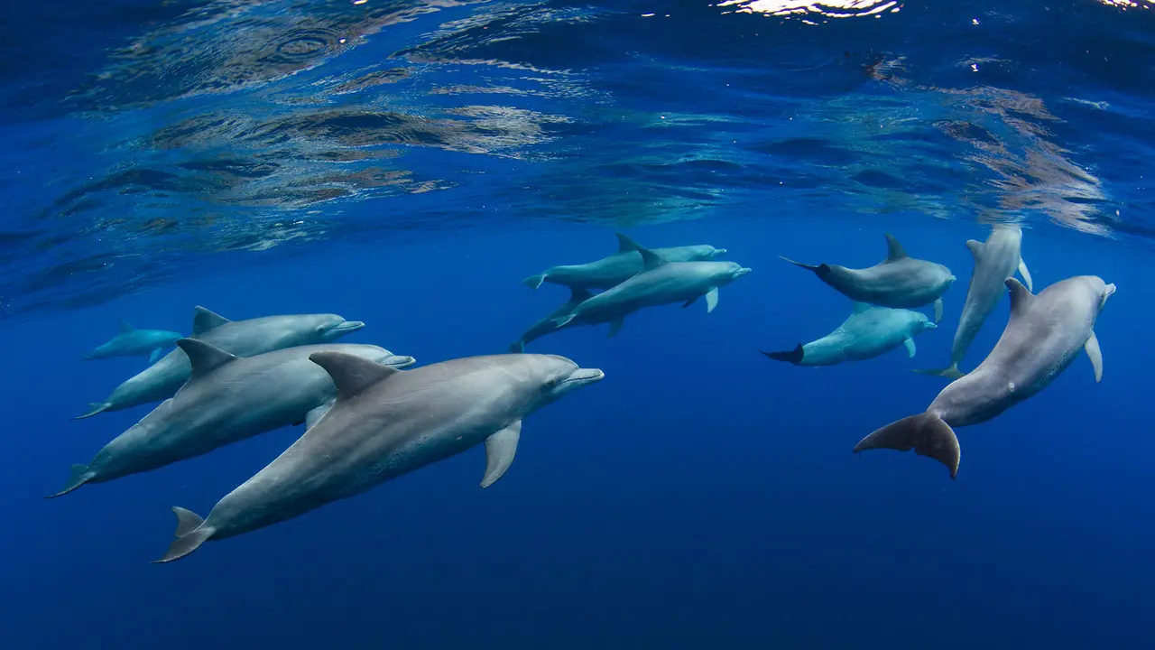 Danza dei delfini