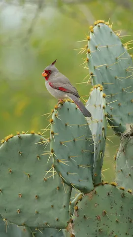 今日は「鳥を数える日」