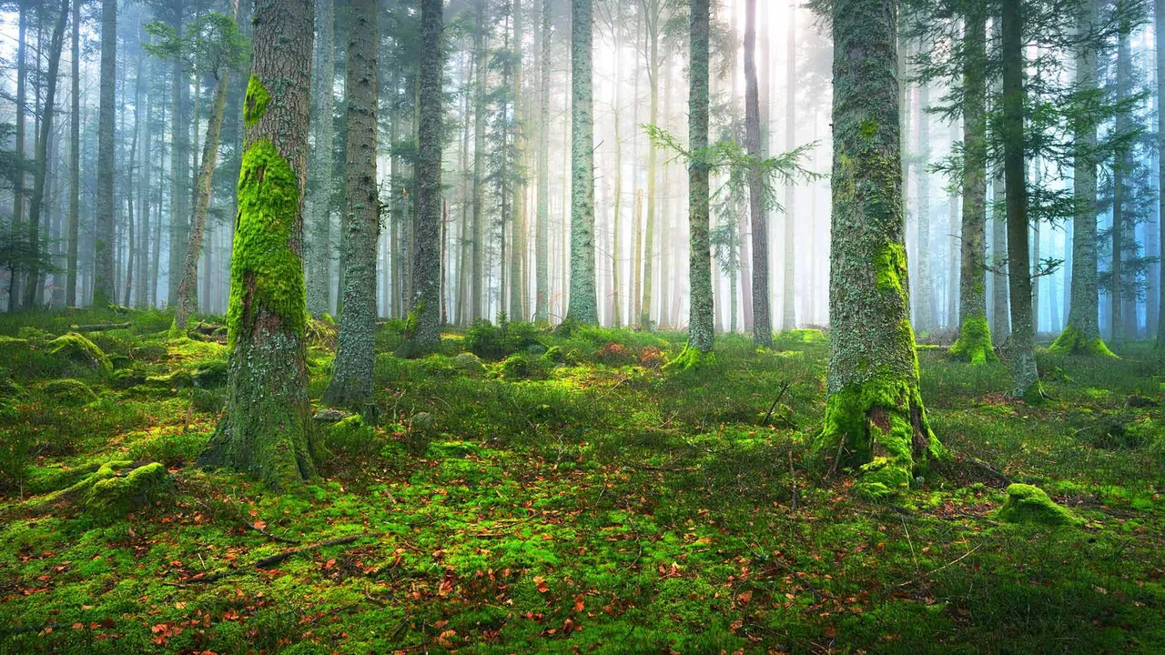 A pine forest in Alsace, France
