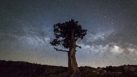 Si chiama Pino... ma non &egrave; tuo cugino!