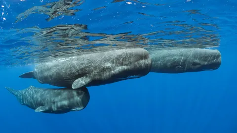 今日は世界クジラの日