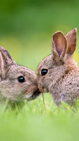 Une ode &agrave; la nature