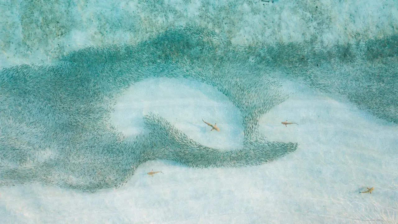 今日はサメ啓発の日