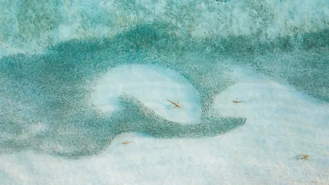 今日はサメ啓発の日