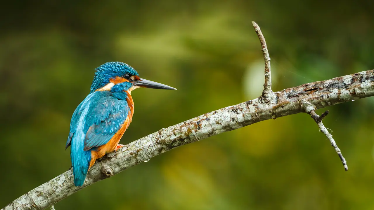 &Agrave; la rencontre du p&ecirc;cheur aux ailes de saphir