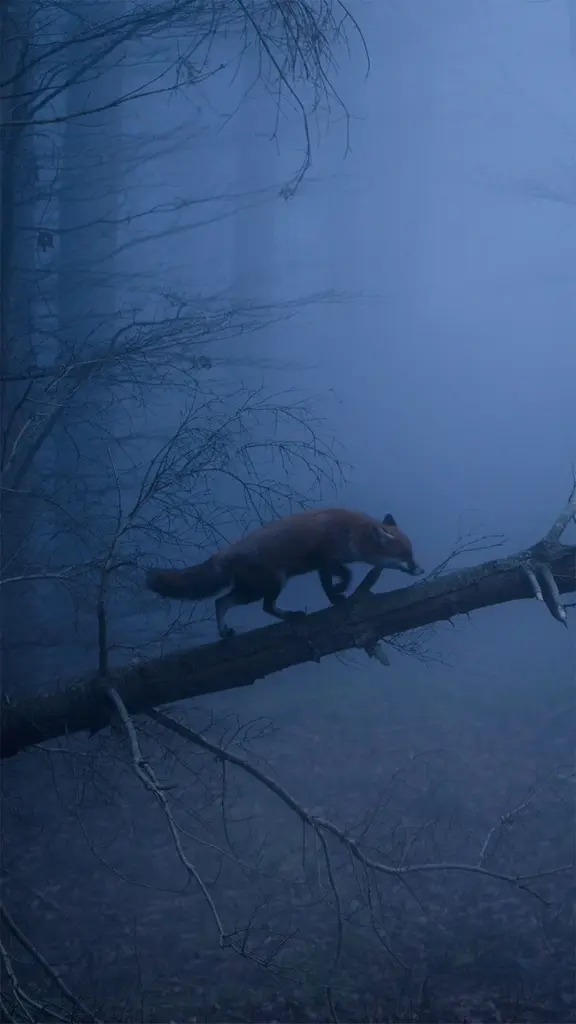 黑林山中的赤狐，德国