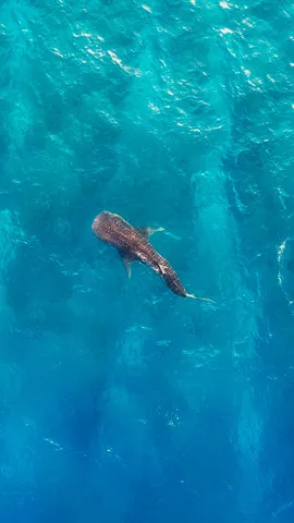 Monumento em movimento